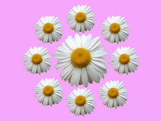 Image showing Wreath of chamomile pink