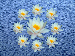 Image showing Wreath of water lily