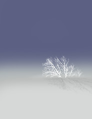 Image showing tree in snow