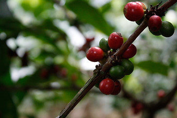 Image showing Coffee tree