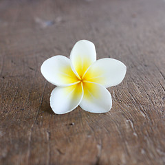 Image showing Frangipani flower