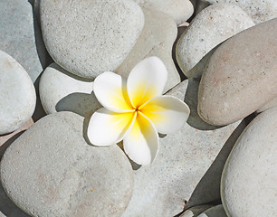 Image showing Frangipani flower