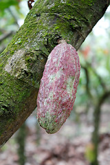 Image showing Cacao plantation