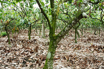 Image showing Cacao plantation