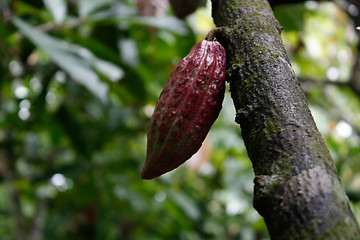 Image showing Cacao plantation