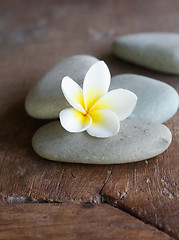 Image showing Frangipani flower