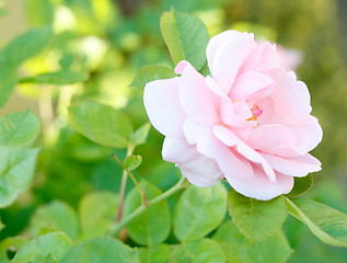 Image showing Pink rose