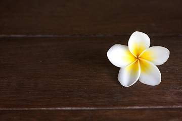 Image showing Frangipani flower