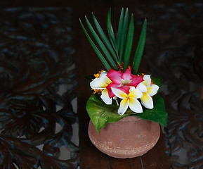 Image showing Frangipani flower