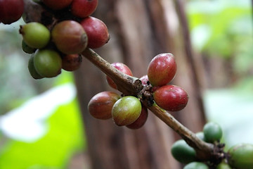 Image showing Coffee tree