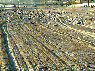 Image showing flock