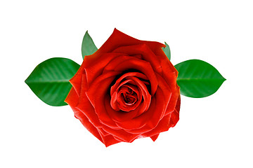 Image showing Rose