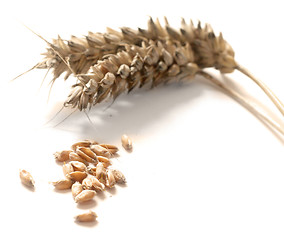 Image showing Wheat