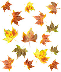 Image showing Maple leaf