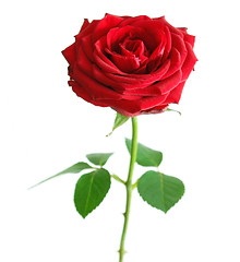 Image showing Rose