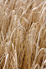 Image showing Barley