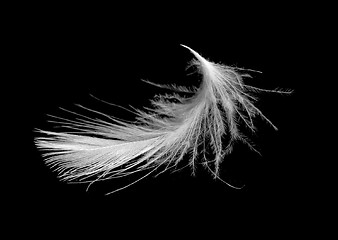 Image showing Feather