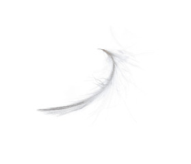 Image showing Feather