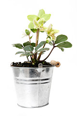 Image showing Helleborus flower 