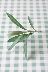 Image showing Olive tree twig