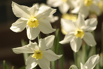 Image showing narcissis flowers in the spring