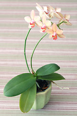 Image showing Orchid