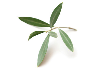 Image showing Olive tree twig