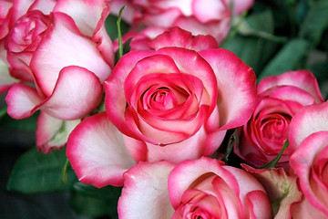 Image showing Roses