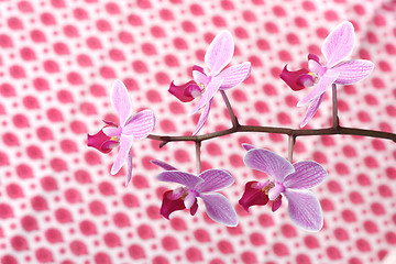 Image showing Orchids