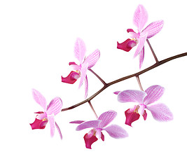 Image showing Orchids