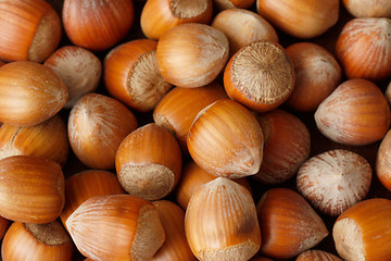 Image showing Hazelnuts