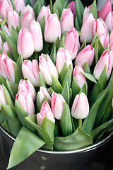 Image showing Tulips