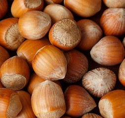 Image showing Hazelnuts