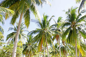 Image showing Palm tree