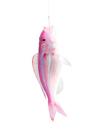 Image showing Fish