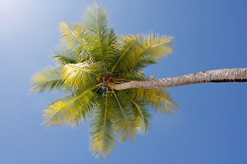 Image showing Palm tree