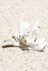 Image showing Coral