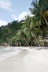 Image showing Lots of palms