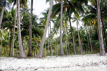 Image showing Lots of palms