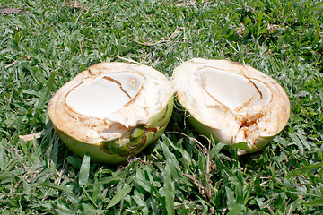 Image showing Coconut