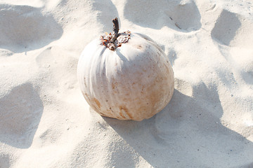 Image showing Coconut