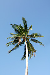 Image showing Coconut tree