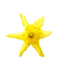 Image showing Daffodil