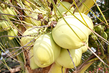 Image showing Coconuts