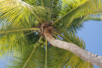 Image showing Palm tree