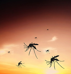 Image showing Mosquitos