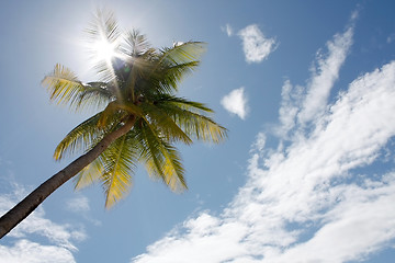 Image showing Palm tree