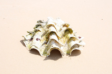 Image showing Shells