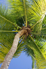 Image showing Palm tree