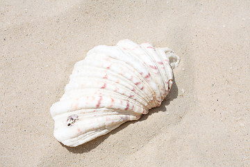 Image showing Shells